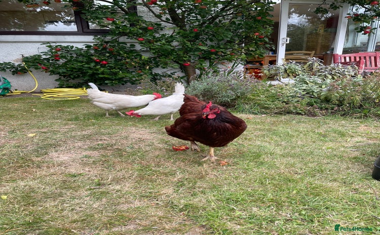 Hens poultry - Advert 1