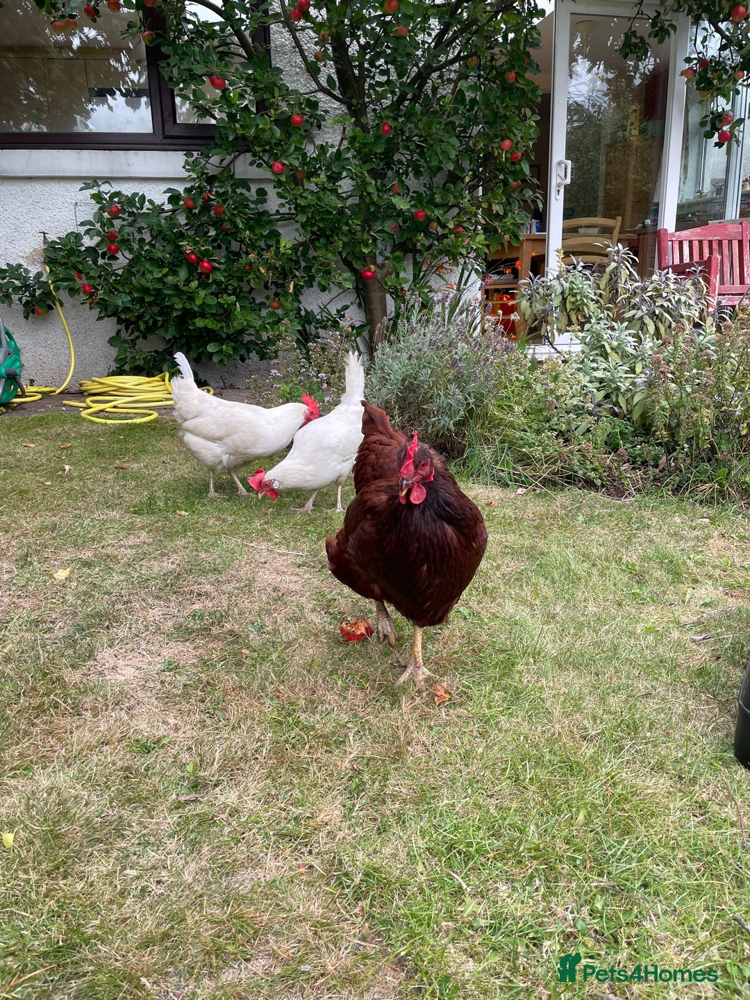 Hens poultry for sale: cheeky chicken looking for a new home  - Image 1