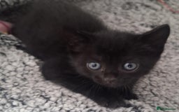 Mixed Breed cats for sale: 2 beautiful kittens for sale  - Image 1