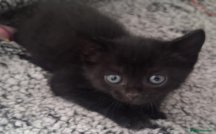 Mixed Breed cats - Advert 1
