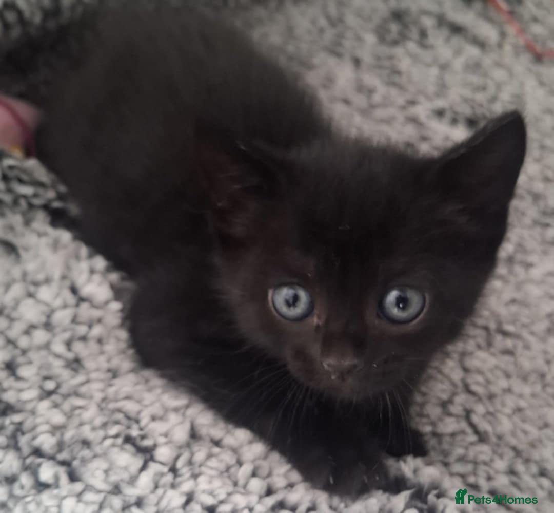 Mixed Breed cats for sale: 2 beautiful kittens for sale  - Image 1