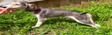 Saluki Puppy 9