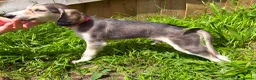 Saluki dogs for sale: Beautiful Saluki pups from champion lines - Advert 30