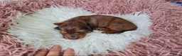 Miniature Dachshund dogs for sale: 4 dapple 2 shaded red Lh puppies,Pra clear - Advert 38