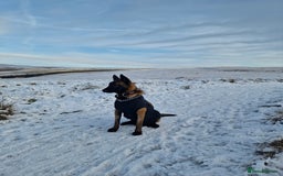 Belgian Shepherd Dog dogs for sale: Belgian Malinois Free to a Loving Home - Image 2