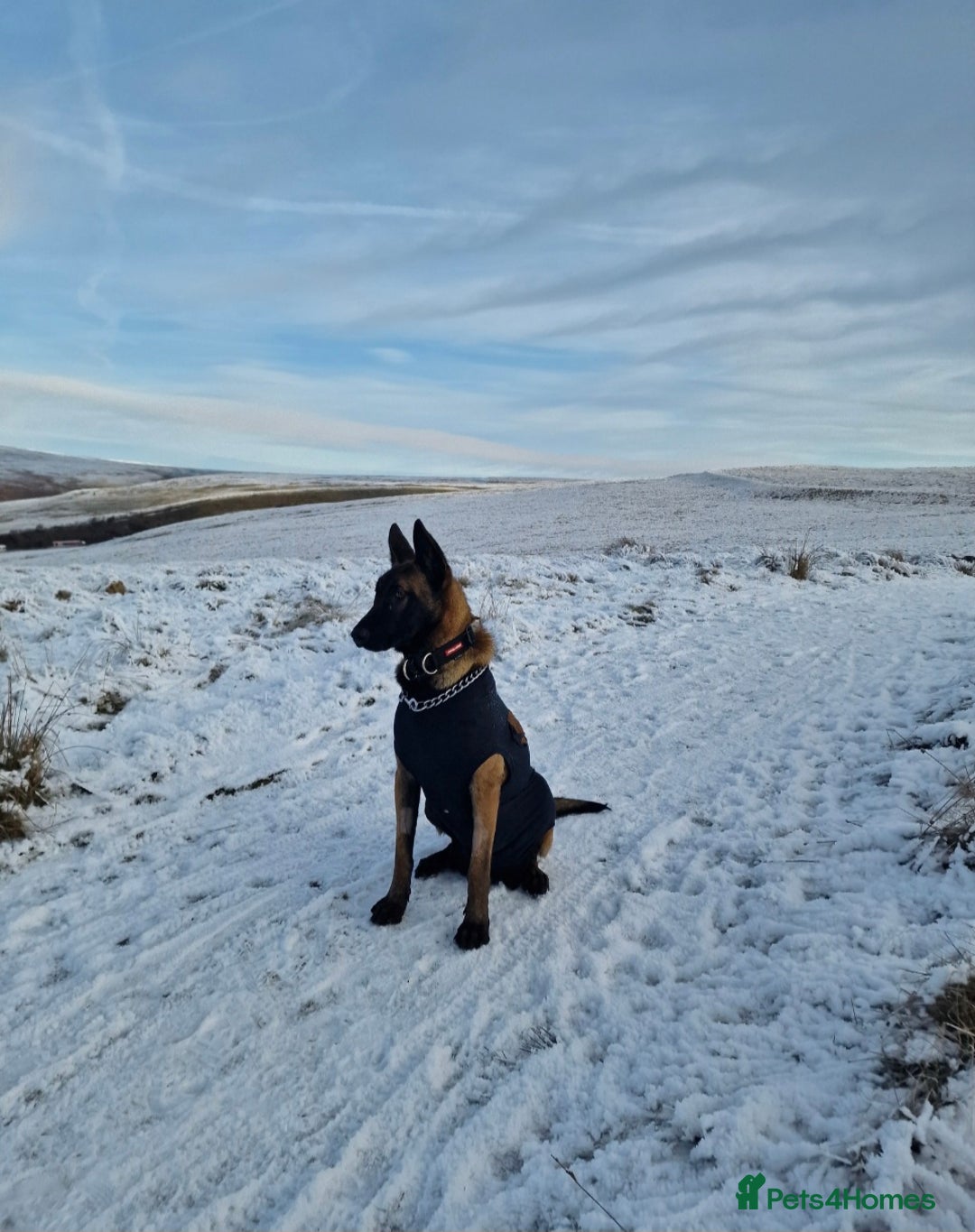 Belgian Shepherd Dog dogs for sale: Belgian Malinois Free to a Loving Home - Image 2