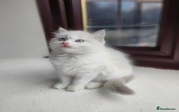 Ragdoll cats for sale: Charming Ragdoll Kittens -  - Image 16