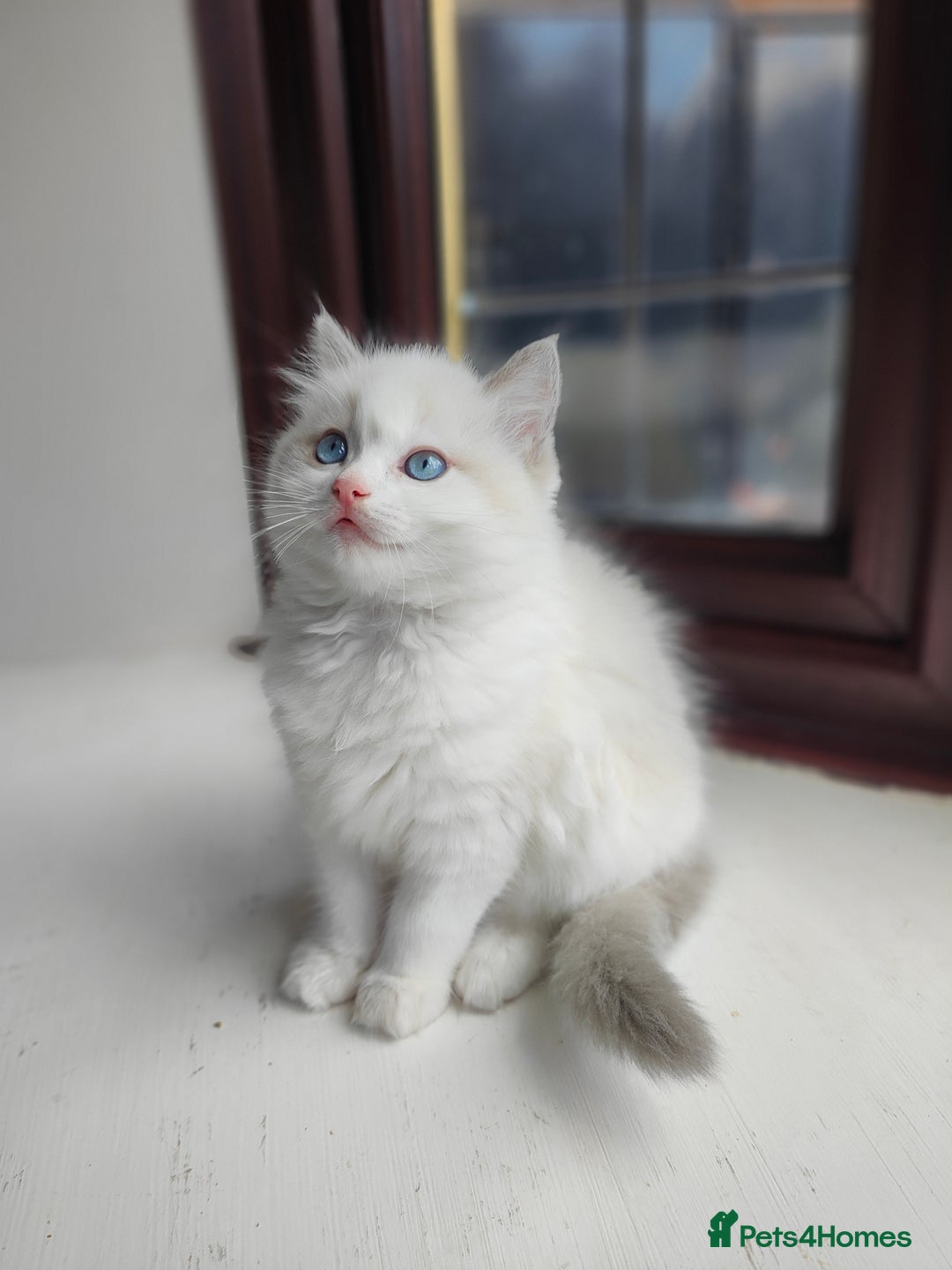 Ragdoll cats for sale: Charming Ragdoll Kittens -  - Image 16