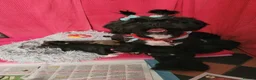 Lhasa Apso dogs for sale: Lhasa Apso — Ready to go! Beautiful Babies. - Advert 2