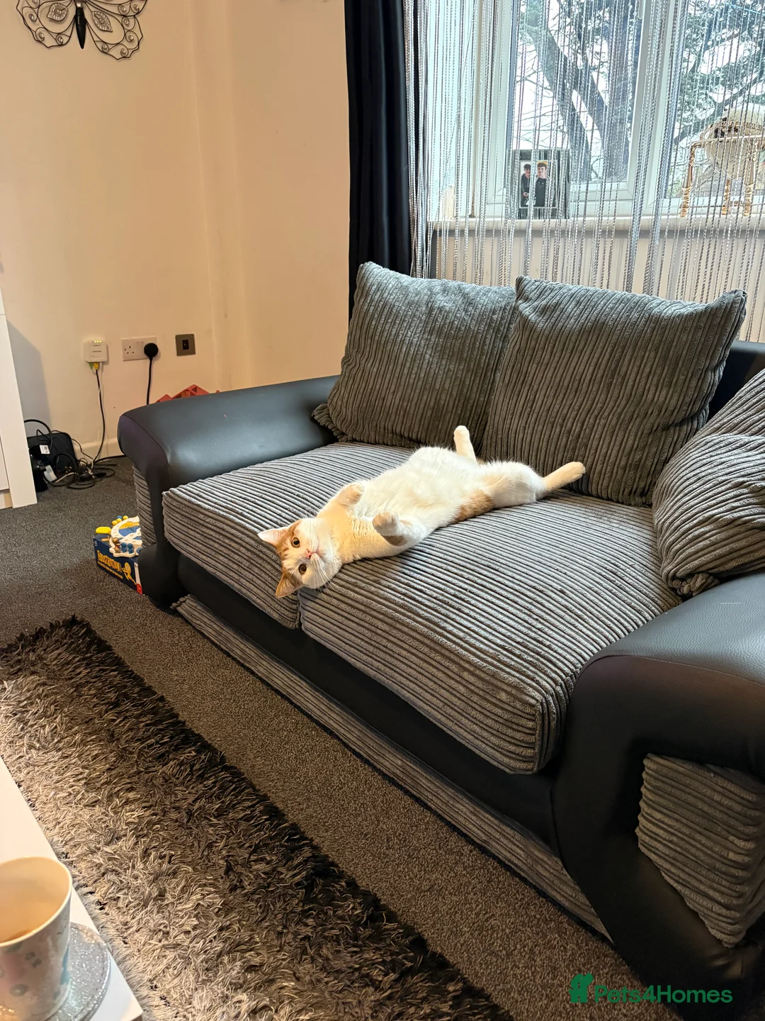 Domestic Shorthair cats for sale: Gizmo  in Morecambe - Advert 2