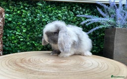 Mini Lop rabbits for sale: Mini lop babies 🌟 in Hartlepool - Image 15