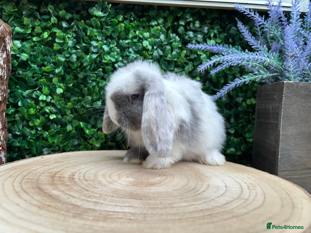 Mini Lop rabbits for sale: Mini lop babies 🌟 in Hartlepool - Image 15