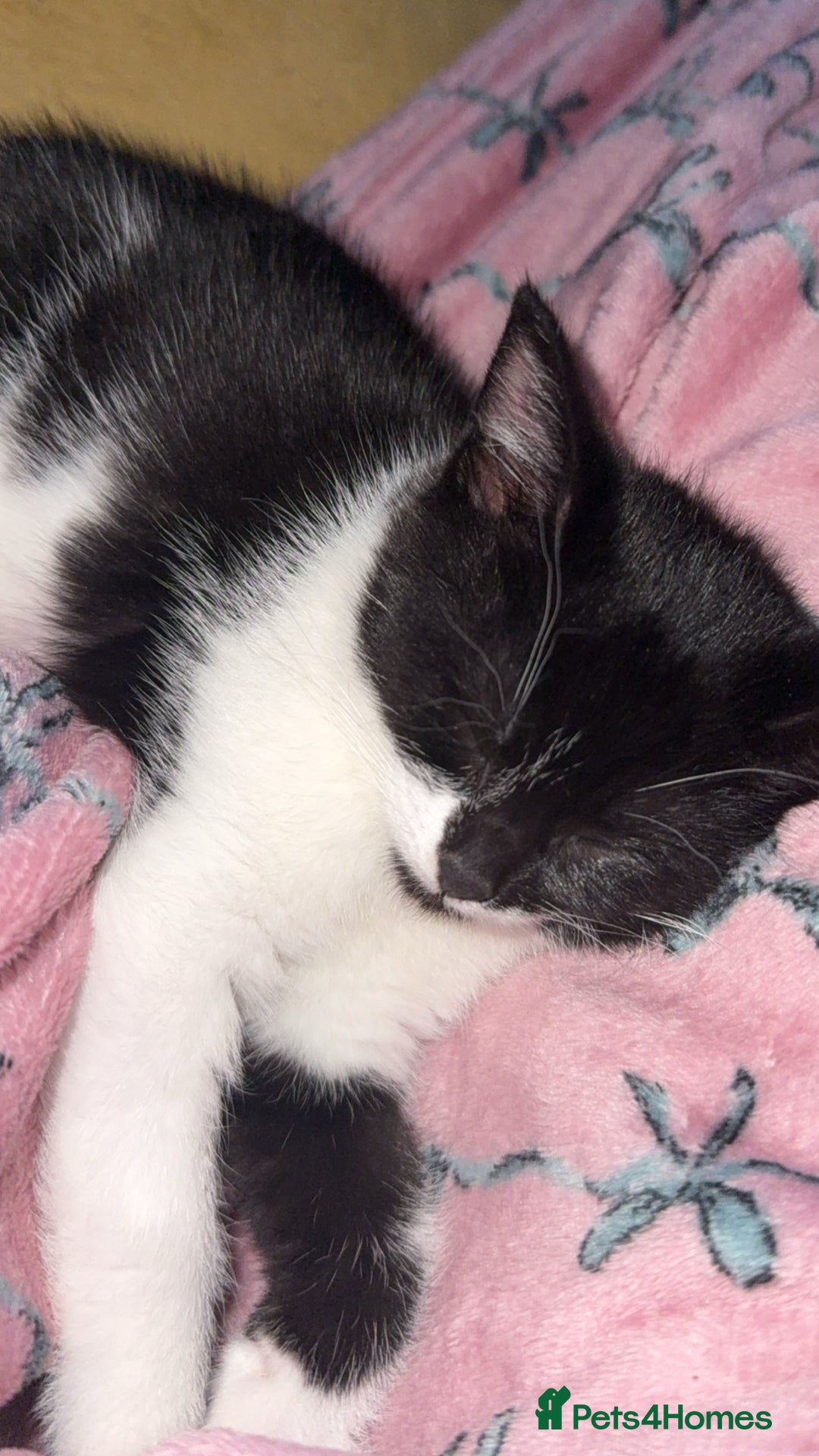 Mixed Breed cats for sale: Kittens looking for forever home - Advert 8