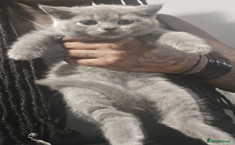 British Shorthair cats - Advert 15