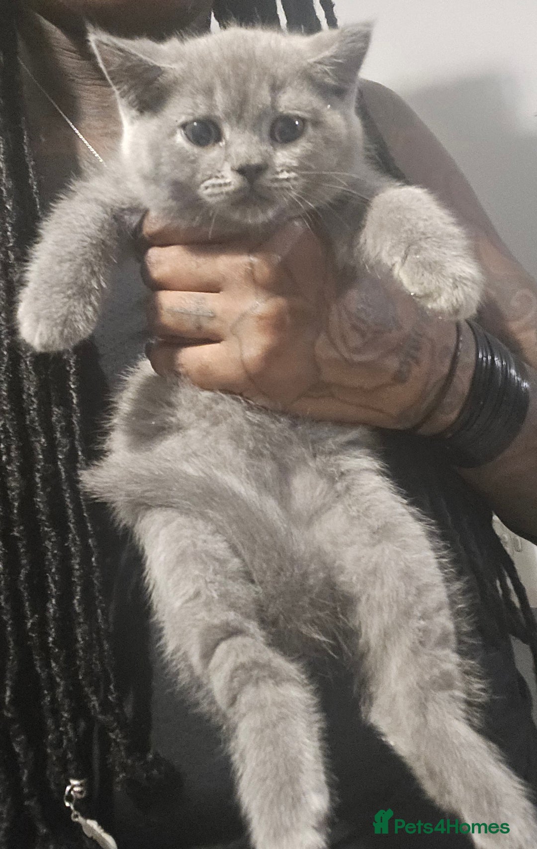 British Shorthair cats for sale: THREE MALE BRITISH SHORTHAIR KITTENS FOR SALE - Image 12