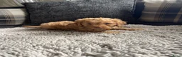 Cockapoo dogs for sale: f1b miniature dna health tested cockerpoos  - Advert 30