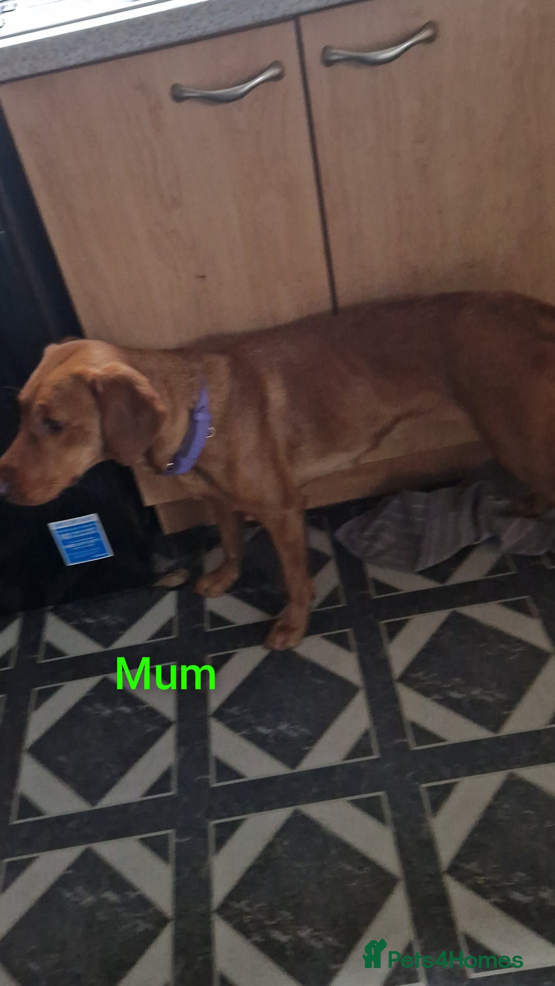 Labrador Retriever dogs for sale: Black labrador puppies  - Image 4