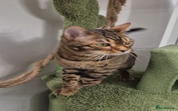 Bengal cats for sale: Bengal boy - Image 4