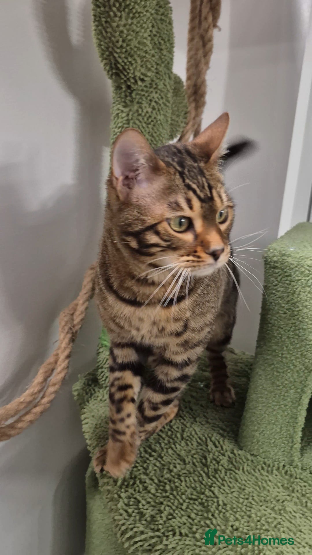 Bengal cats for sale: Bengal boy - Image 4