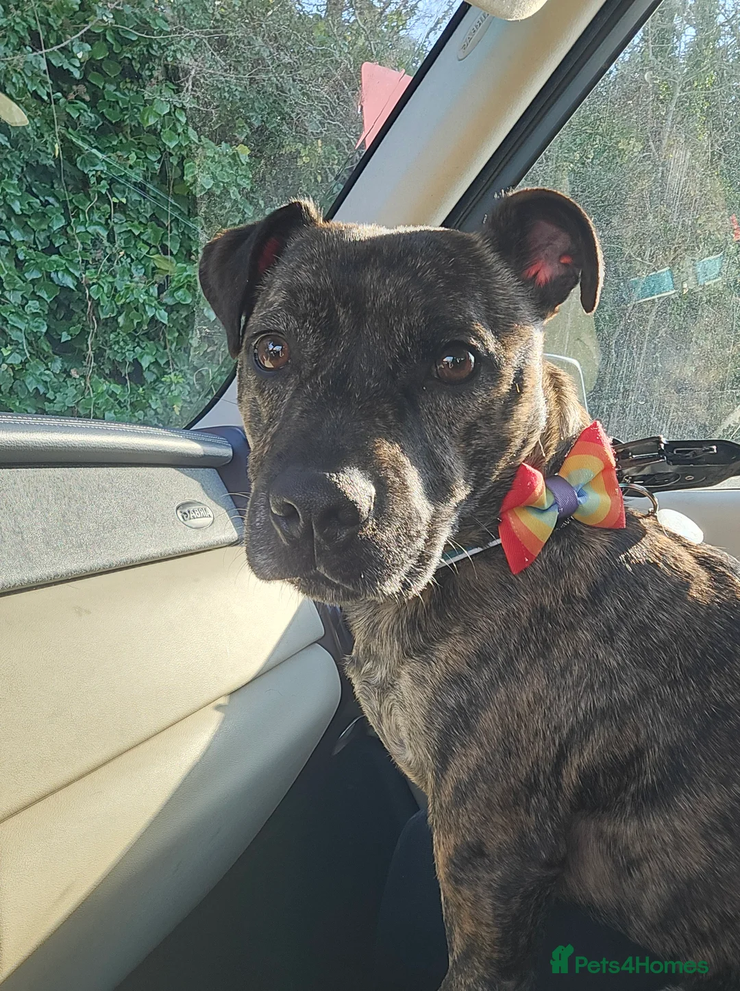 Staffordshire Bull Terrier dogs for sale: Staffordshire for sale in Cwmbran - Advert 5