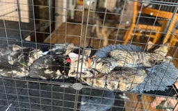 Mixed Breed cats for sale: 2 1/2 Bengal boys left  - Image 19