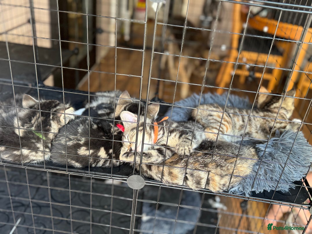 Mixed Breed cats for sale: 2 1/2 Bengal boys left  - Image 19