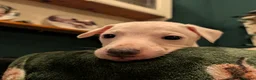 Italian Greyhound dogs for sale: Beautiful IGGY Puppies  - Advert 17