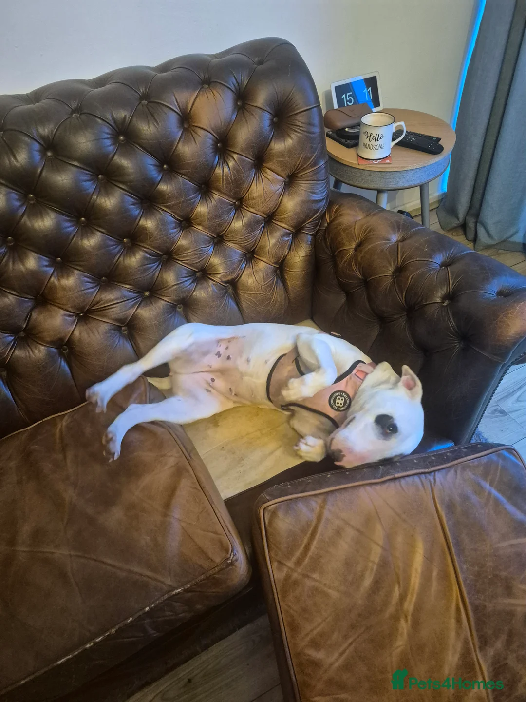 English Bull Terrier dogs for sale: English bull terrier  - Advert 4