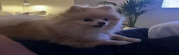 Pomeranian dogs for sale: 5 year old Pomeranian & 9 year old ponchi in Aylesbury - Advert 2