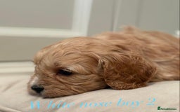 Cavapoo dogs for sale: 8 F1 dna health tested Cavapoos  - Image 13
