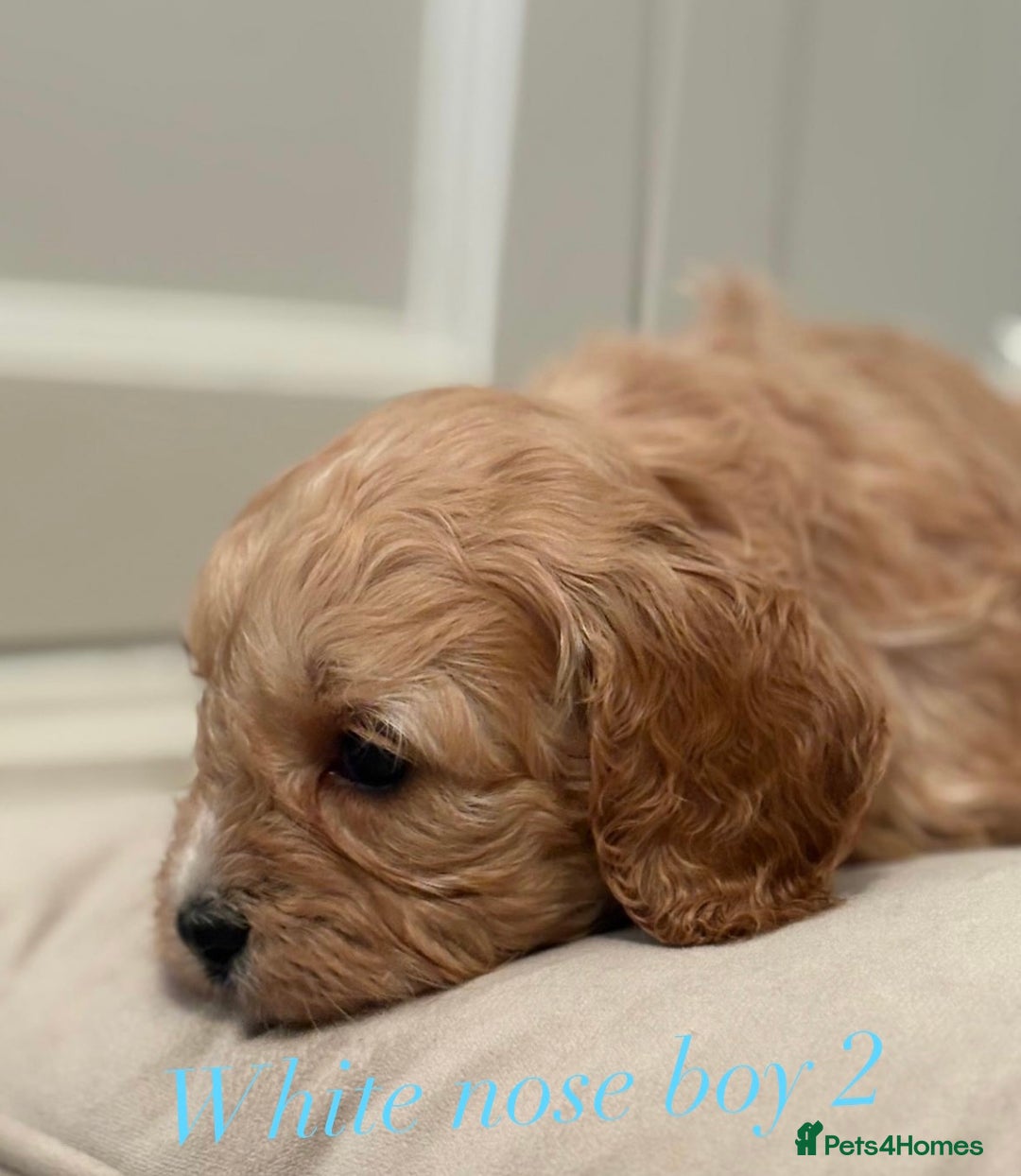 Cavapoo dogs for sale: 8 F1 dna health tested Cavapoos  - Image 13
