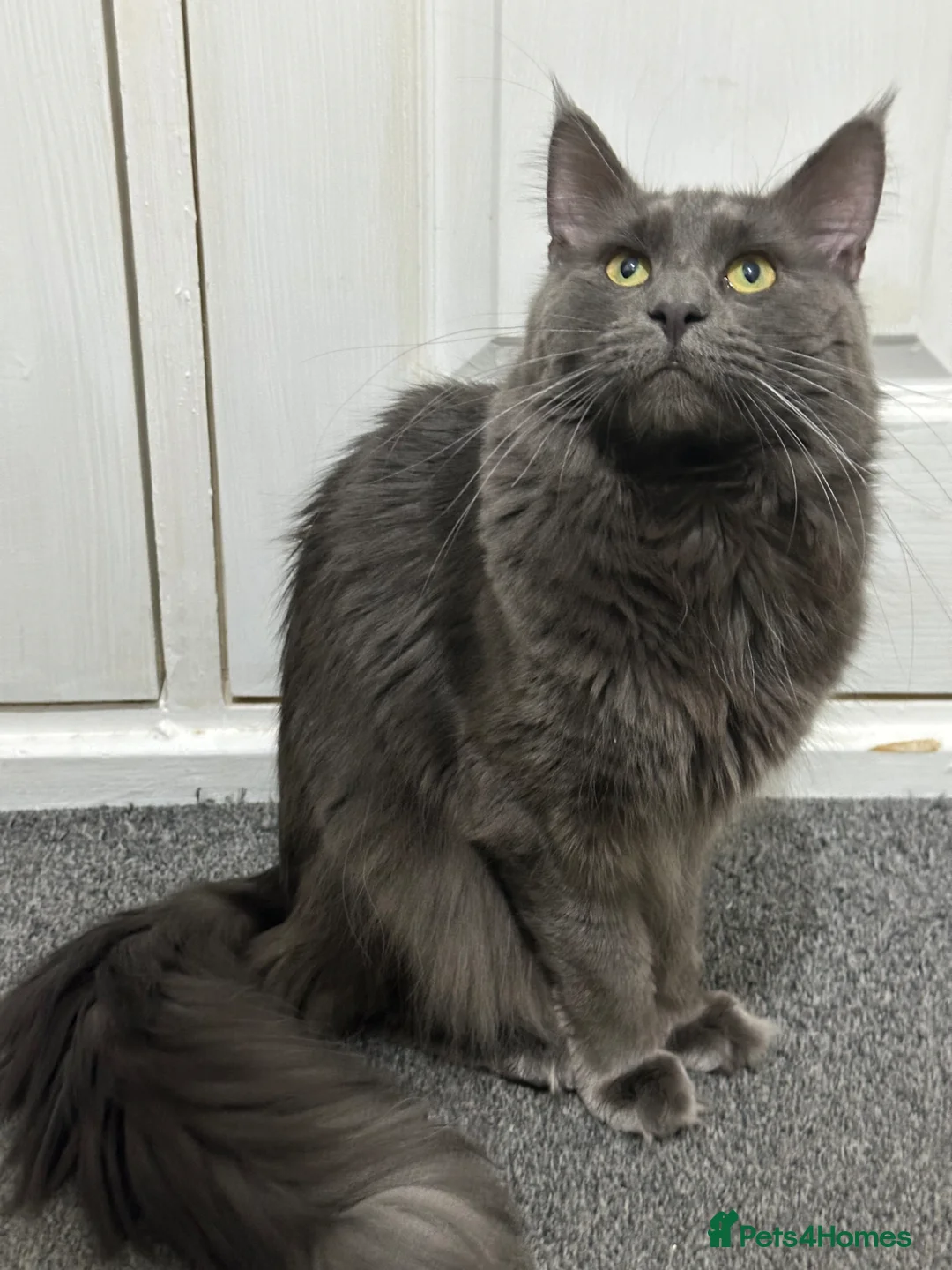 Maine Coon cats for sale: Three quarter Maine coon kittens - Advert 2