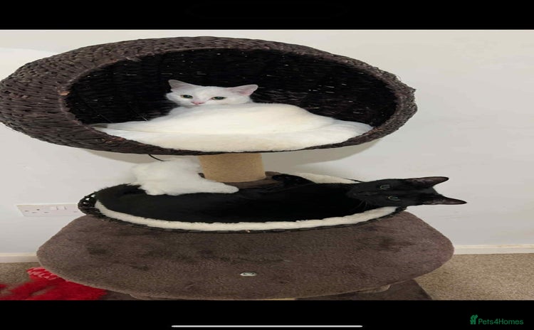 Domestic Shorthair cats - Advert 2