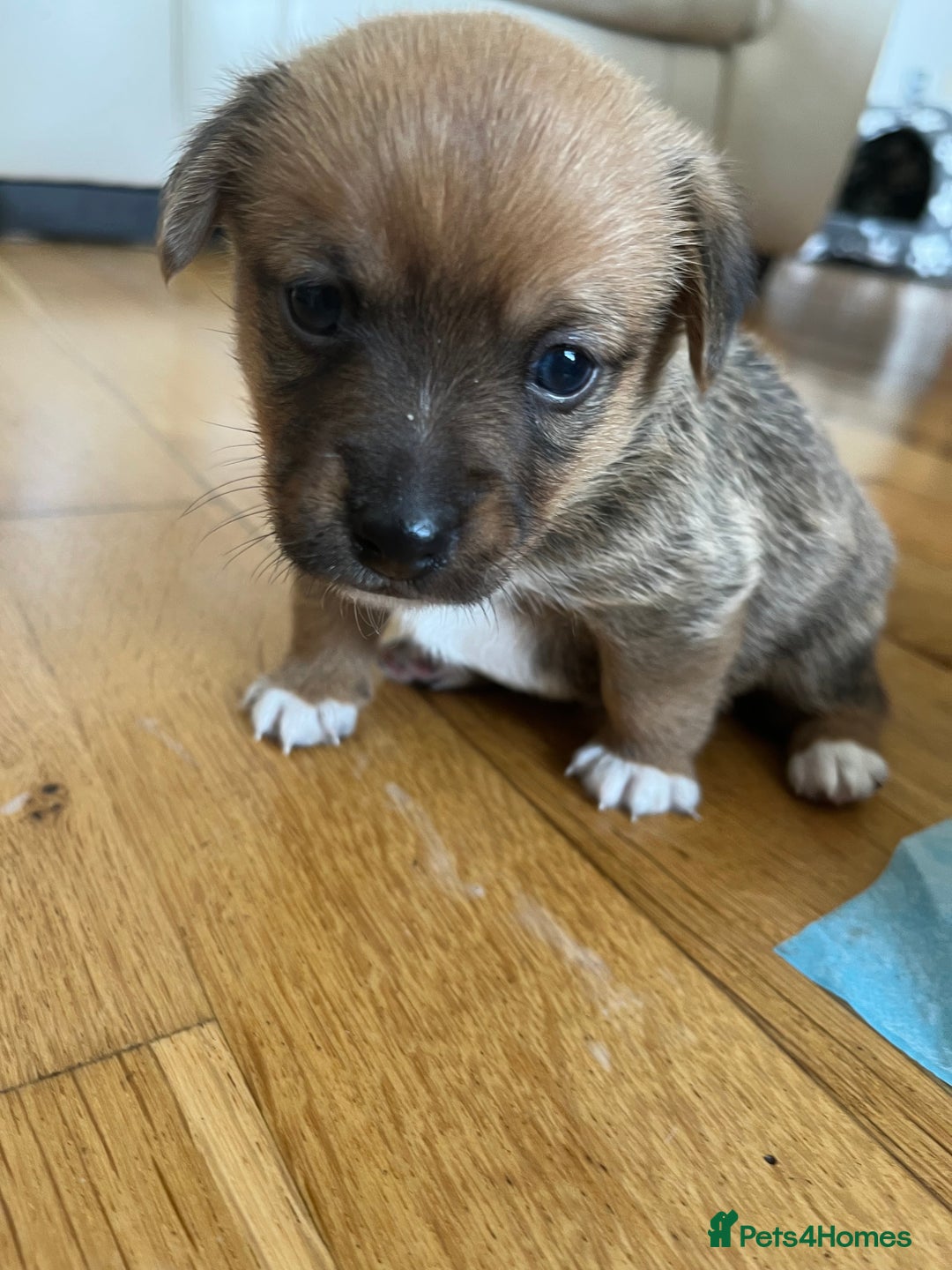 Mixed Breed dogs for sale: 1/4 pomerainian 3/4 jack Russel  - Image 4