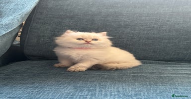 British Longhair cats - Advert 6
