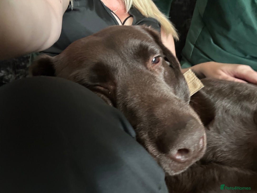 Labrador Retriever dogs for sale: Beautiful 3 year old girl - Advert 5
