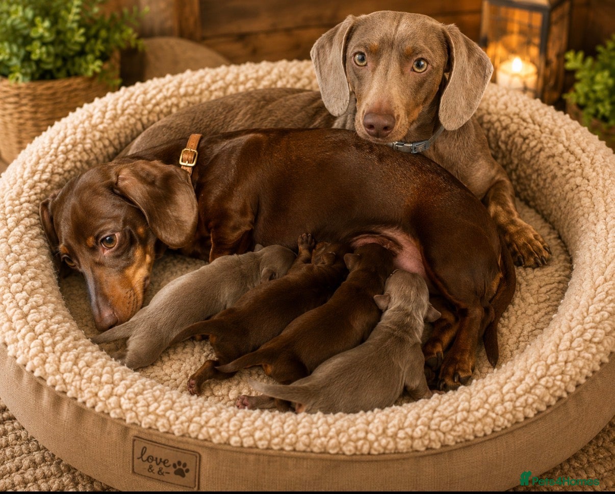 Miniature Dachshund dogs KC pure Miniature Dachshunds   - Advert 4