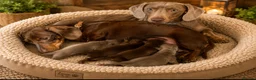 Miniature Dachshund dogs for sale: KC pure Miniature Dachshunds   - Advert 1