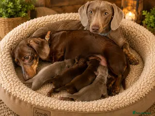 Miniature Dachshund dogs KC pure Miniature Dachshunds - Advert 1