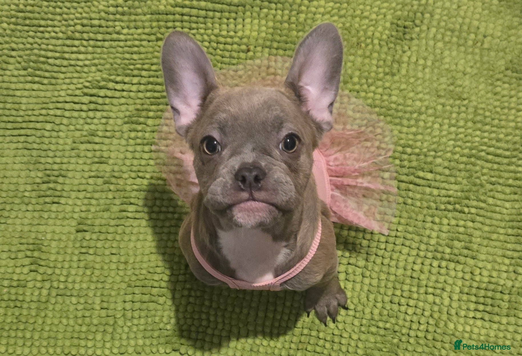 French Bulldog dogs for sale: 💙🐶French Bulldog Puppies💙🐶 - Advert 2