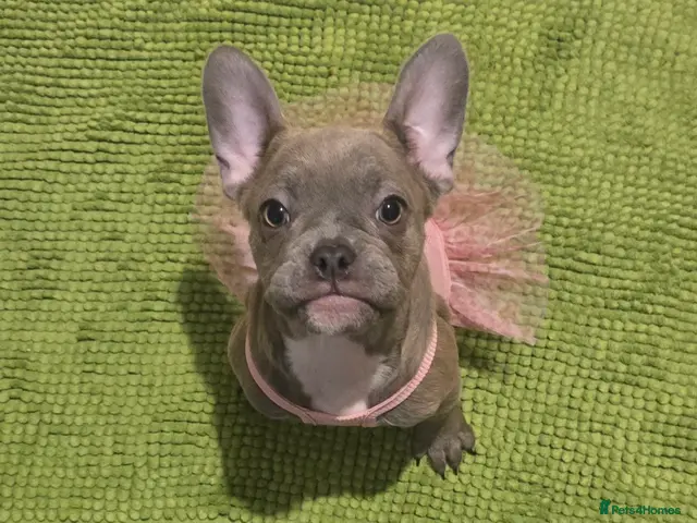 French Bulldog dogs for sale: 💙🐶French Bulldog Puppies💙🐶 - Advert 2
