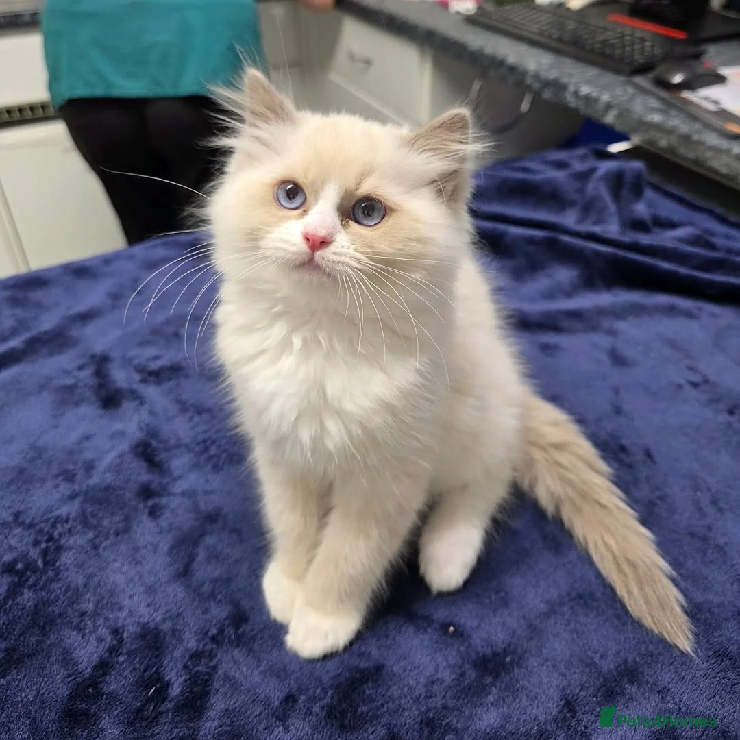 Ragdoll cats for sale: Beautiful Ragdoll Kittens Available - Advert 10