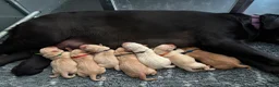 Labrador Retriever dogs for sale: 🐶STUNNING LABRADOR PUPPIES 🐶 - Advert 18