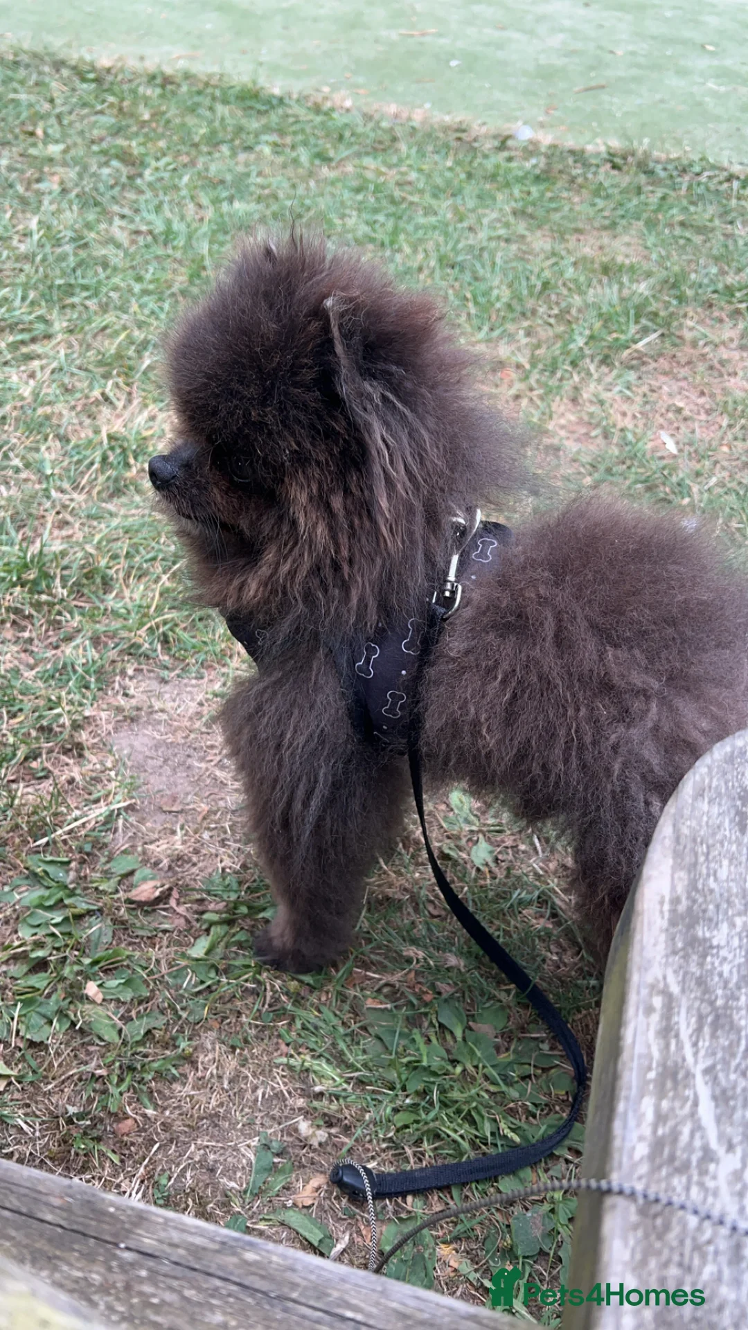 Pomeranian dogs for stud: 🧸🧸 **  PROVEN STUD BOY 🧸🧸 in Scunthorpe - Advert 7