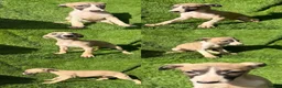 Whippet dogs for sale: Beautiful whippet puppies for sale  - Advert 6
