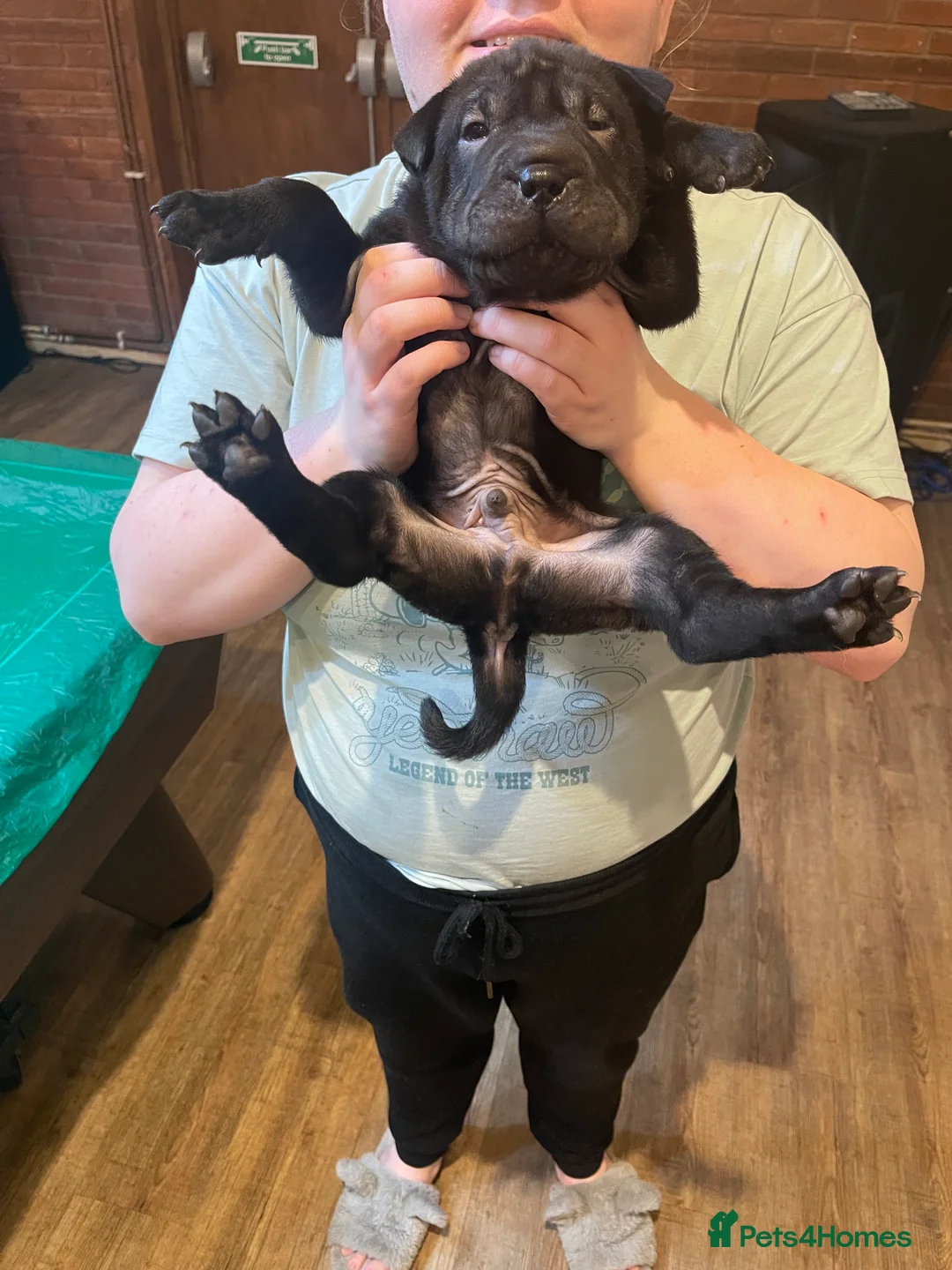 Shar Pei dogs for sale: Shar pei - Advert 13