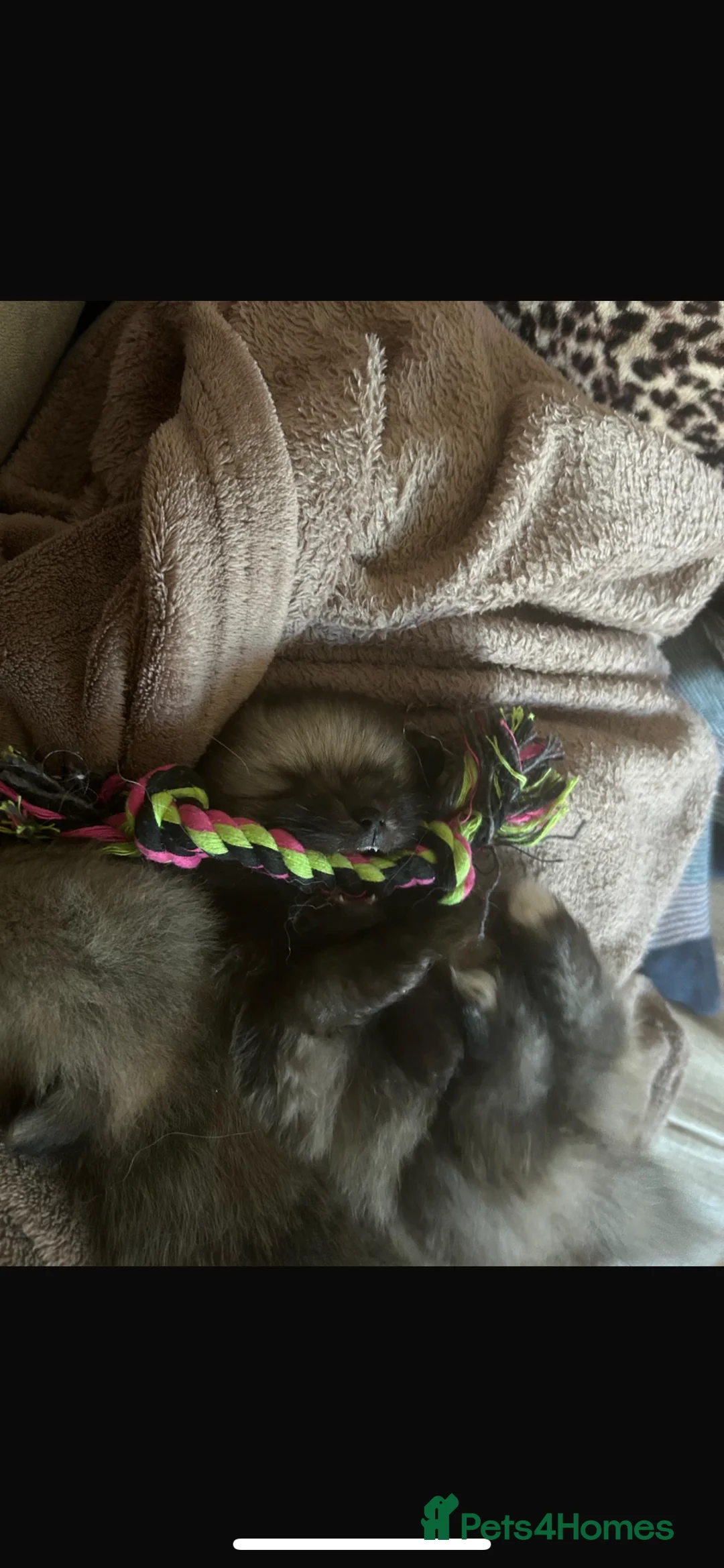 Pomeranian dogs for sale: 5 Generation champion Russian bloodline - Advert 12