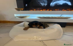 Cocker Spaniel dogs for sale: Rainbow litter cocker spaniel puppies  - Advert 12