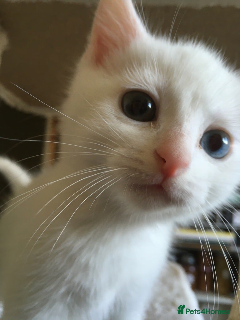 Domestic Shorthair cats Beautiful odd eyed pure white kitten - Advert 2