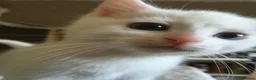 Domestic Shorthair cats for sale: Beautiful odd eyed pure white kitten - Advert 2